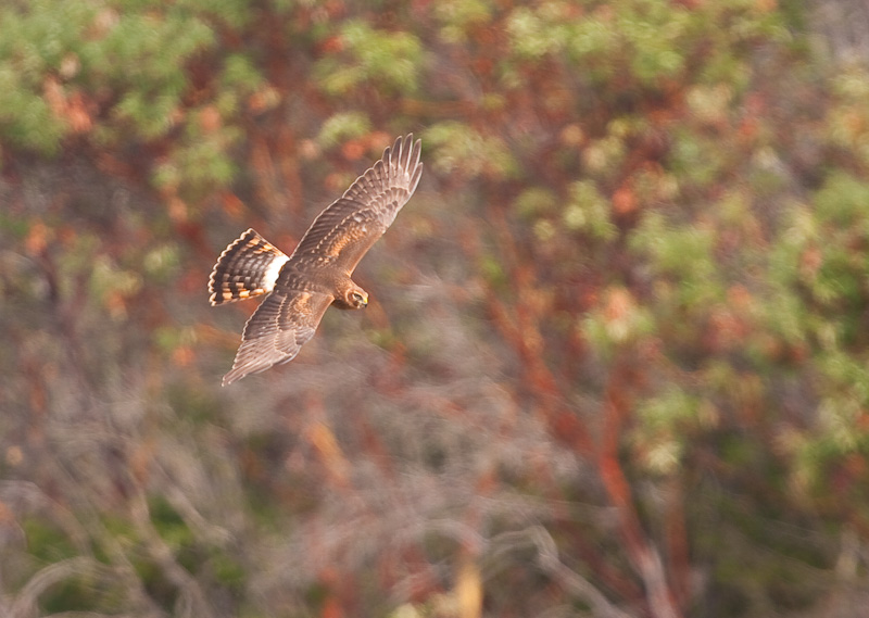 Northern Harrier In Flight